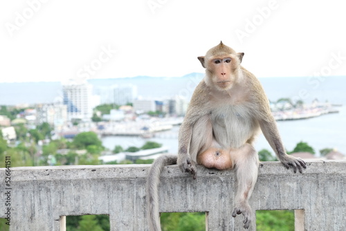 Photography The injured monkey in the tail is sitting on the wall