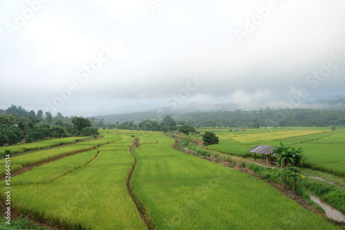 landscape with rice field in thailand.