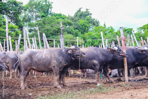 Many buffalo with mark and rope standing wait for sale in local market ,Thailand photo