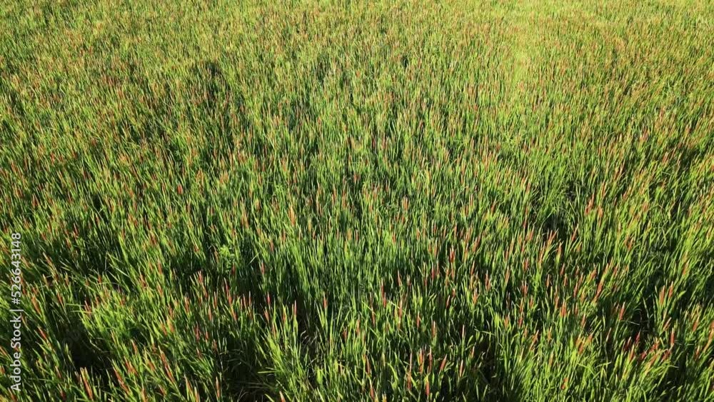 Large amount of the Southern Cattail invasive plant in a flooded area. Large amount of the Southern Cattail invasive plant in a flooded area.