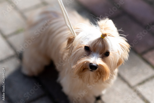 Yorkshire terrier, golden color, with a bow on his head.