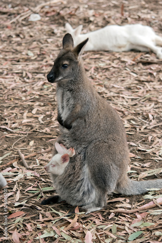 the red necked wallaby or bennets wallaby has a white joey in her pouch