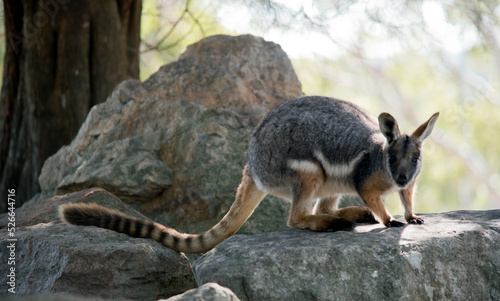 the yellow footed rock wallaby is standing on top  rocks