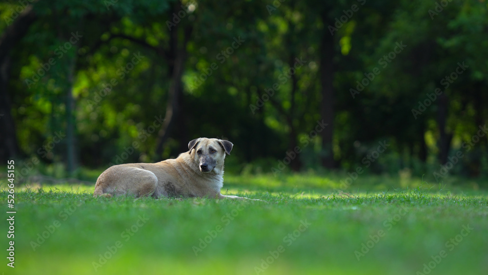 Fototapeta premium dog sitting in the grass of the park