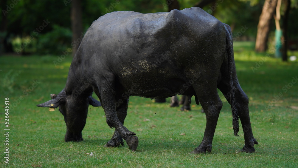 Black colored buffalo eating grass in the park Black colored buffalo eating grass in the park