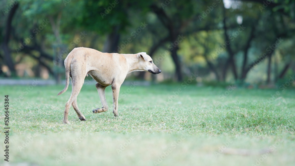 A dog running fast in the park standard quality image A dog running fast in the park standard quality image