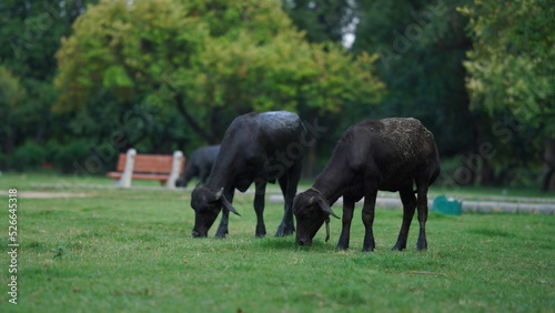 Black colored buffalo eating grass in the park