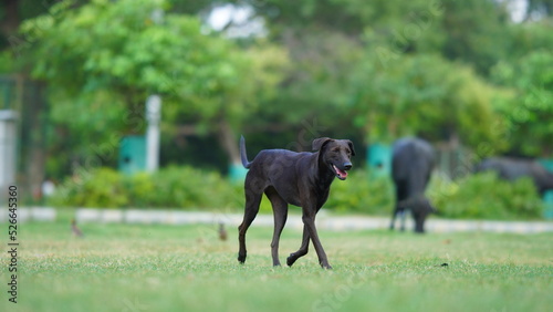 street black dog running on grass
