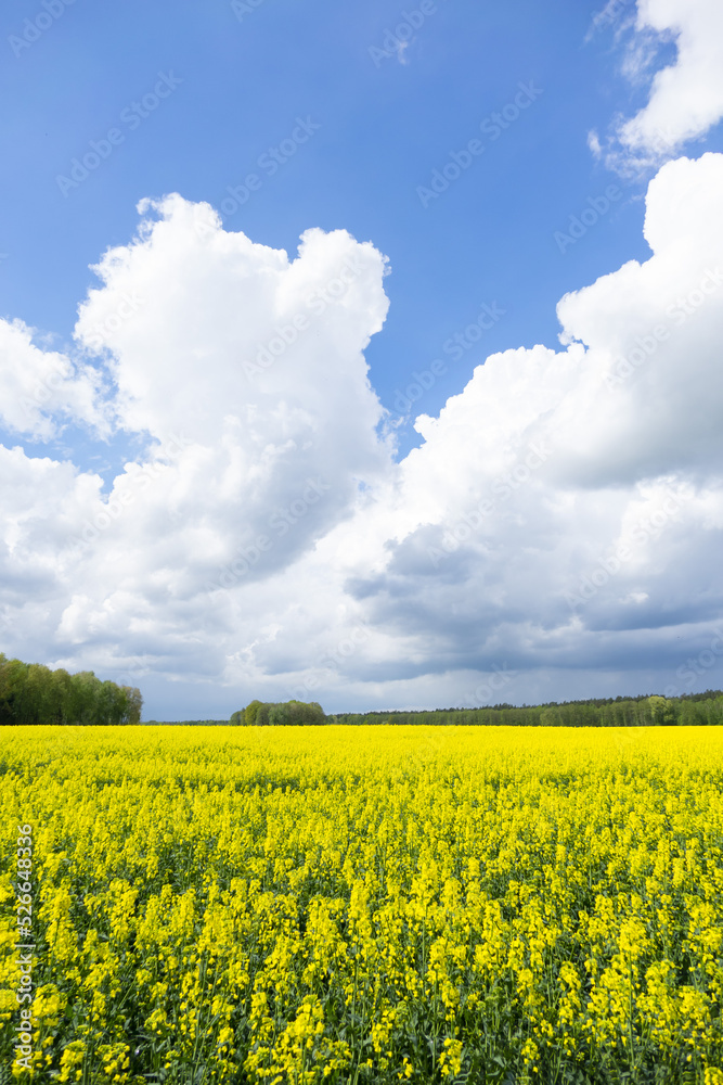 rapeseed field with clouds