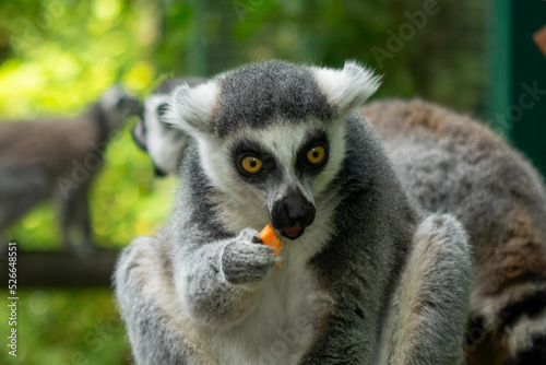 Lemur eating in zoo © Kamil Krawczyk
