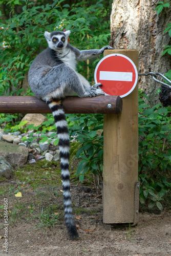 Lemur guarding in zoo photo