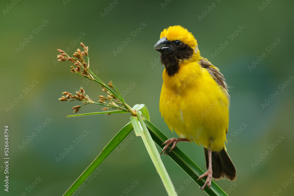 Asian Golden Weaver yellow bird Asian Golden Weaver yellow bird