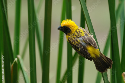 Asian Golden Weaver  yellow bird
yellow crowned bird  photo