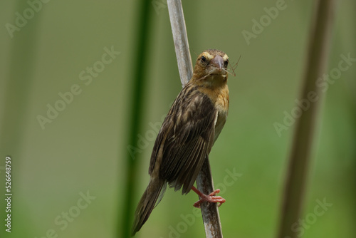 Asian Golden Weaver yellow bird yellow crowned bird 