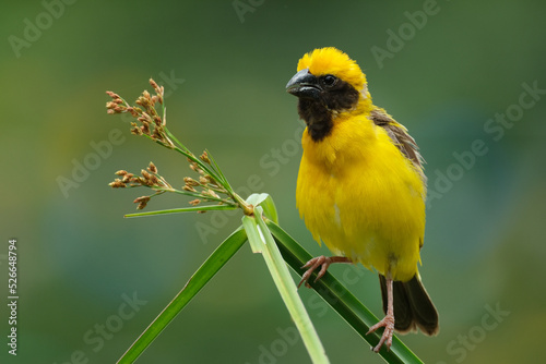 Asian Golden Weaver yellow bird