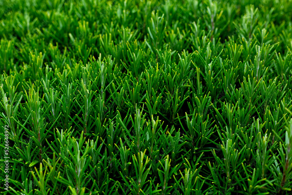 Rosemary herb background. Rosemary herb background.