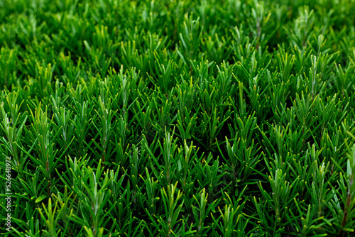 Rosemary herb background.