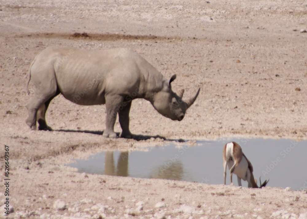 A Juvenile Rhinoceros Drinking at a Waterhole, Etosha, Namibia A Juvenile Rhinoceros Drinking at a Waterhole, Etosha, Namibia