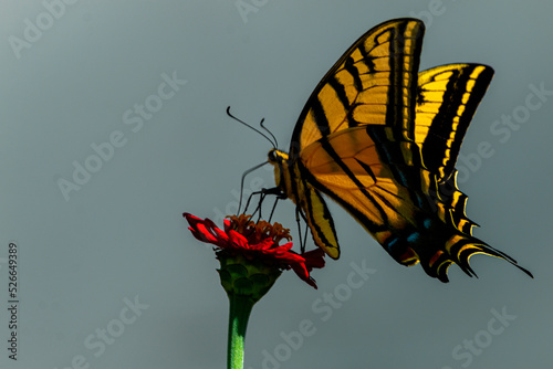 MARIPOSA, PRIMAVERA, FLORIDO ,POSTALES, TARJETAS FLORES, SILBESTRES