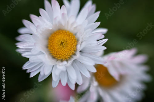 White chamomile on a green background with a yellow core close-up