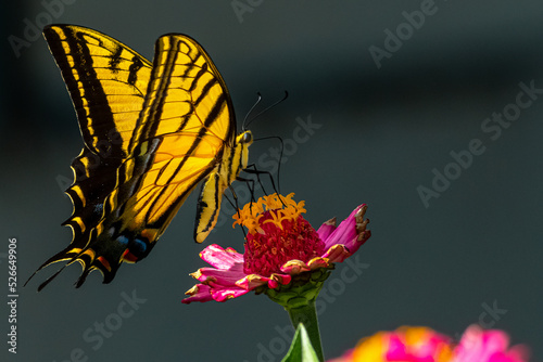 MARIPOSA, PRIMAVERA, FLORIDO ,POSTALES, TARJETAS FLORES, SILBESTRES