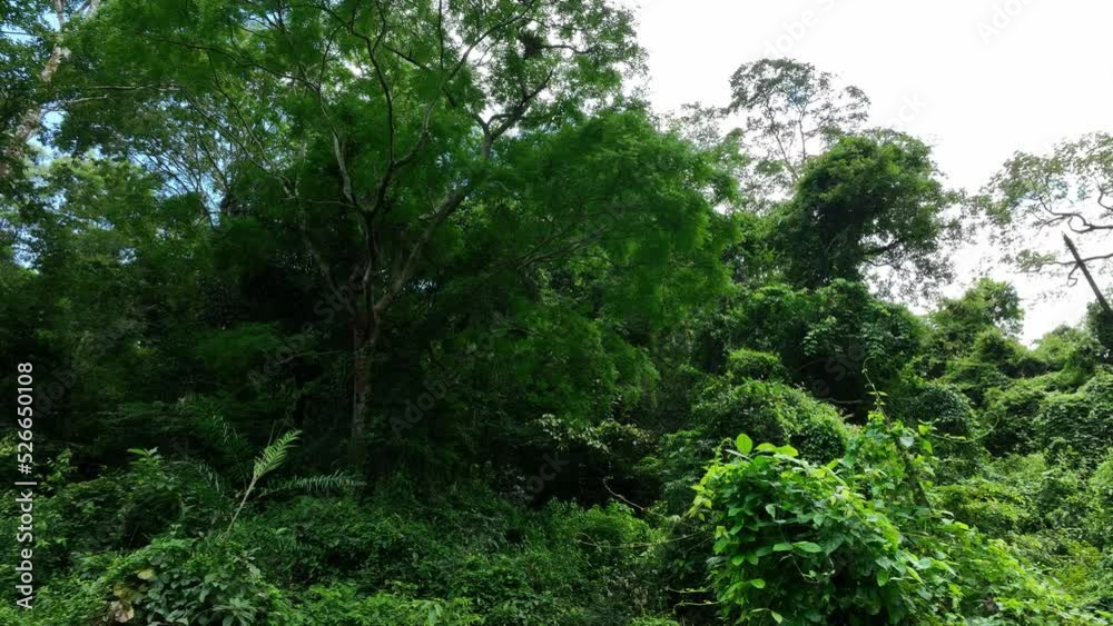 beautiful Tree and Leaf natural leaves and stream green forest in the mountain concept back ground cover page environment ecology or nature wallpaper beautiful Tree and Leaf natural leaves and stream green forest in the mountain concept back ground cover page environment ecology or nature wallpaper