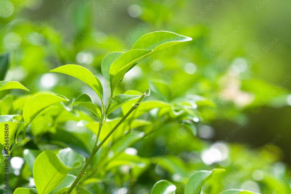 Fresh leaves with natural sunlight bright green colors wallpaper macro Fresh leaves with natural sunlight bright green colors wallpaper macro