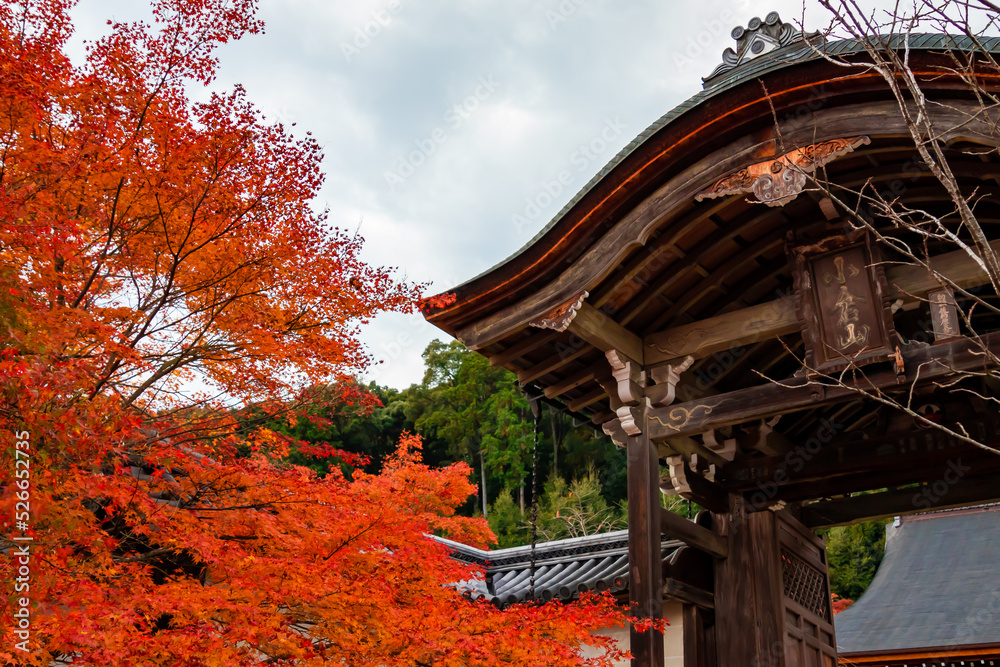 秋の京都・小倉山二尊院で見た、仁王門周辺の色鮮やかな紅葉