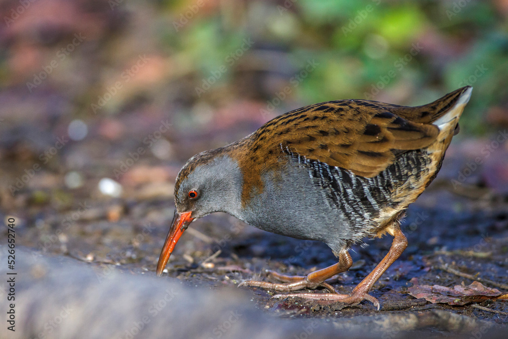Wasserralle (Rallus aquaticus) Wasserralle (Rallus aquaticus)