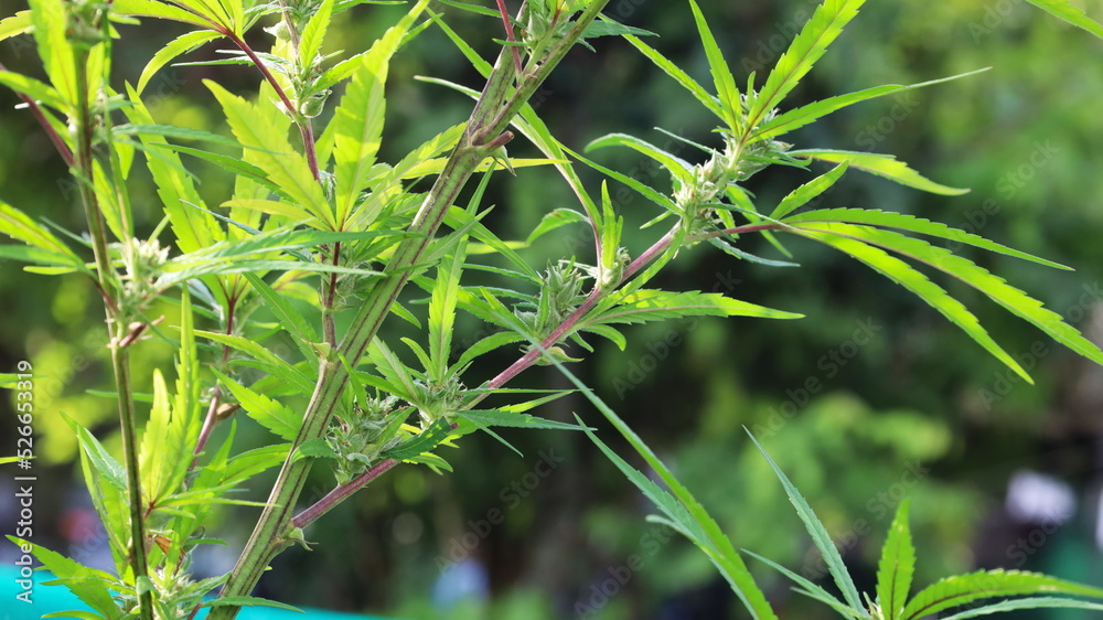 Cannabis buds on the plant. Buds and leaves of cannabis on a branch Herb plants in plot on natural background blur in shallow focus with copy space Cannabis buds on the plant. Buds and leaves of cannabis on a branch Herb plants in plot on natural background blur in shallow focus with copy space