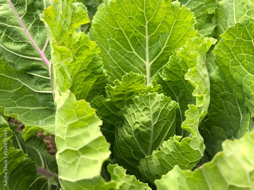 Organic cultivation of cabbage with large green leaves Organic cultivation of cabbage with large green leaves