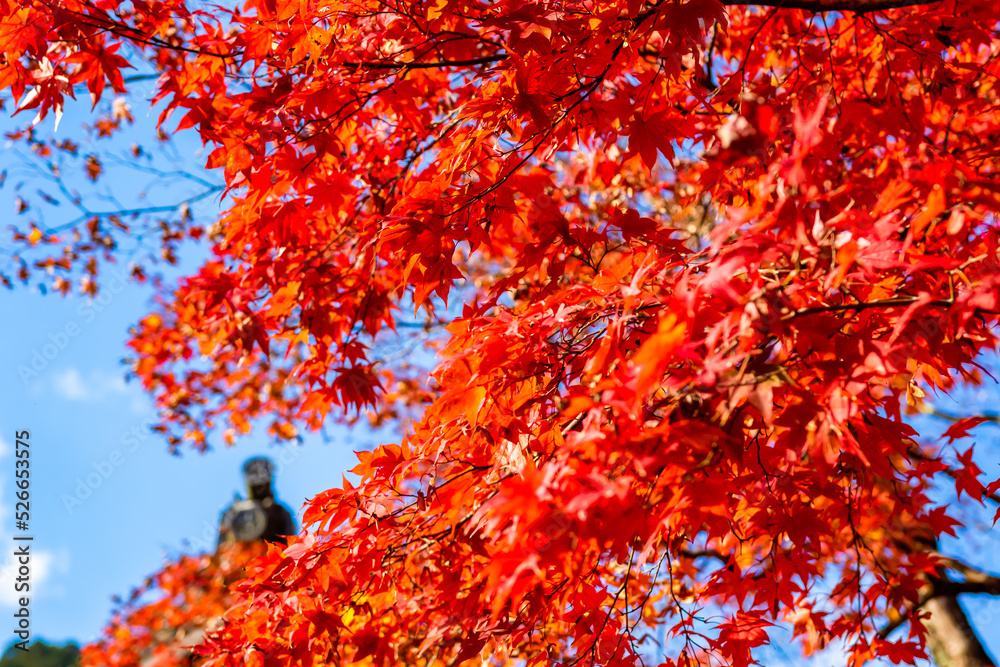 秋の京都・常寂光寺で見た、真っ赤な紅葉と快晴の青空