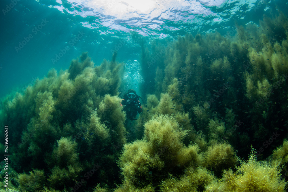 Scuba Diving the Seaweed Forest in Izu, Japan Scuba Diving the Seaweed Forest in Izu, Japan