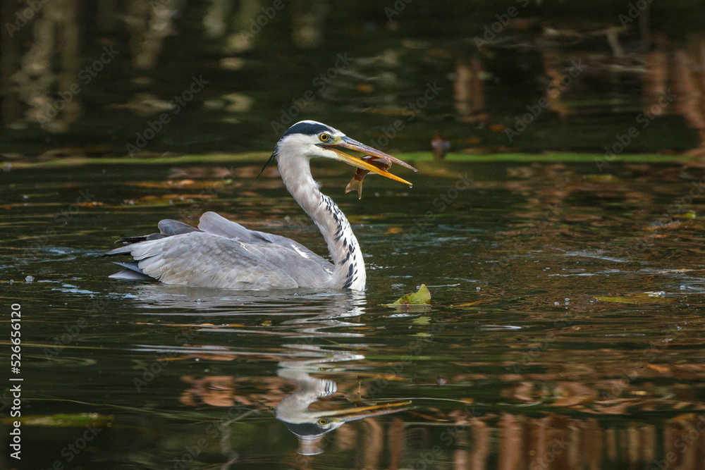 Graureiher (Ardea cinerea)