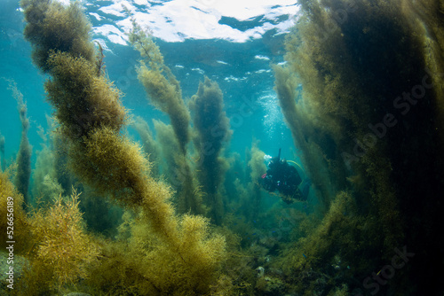Konstfotografi Scuba Diving the Seaweed Forest in Izu, Japan