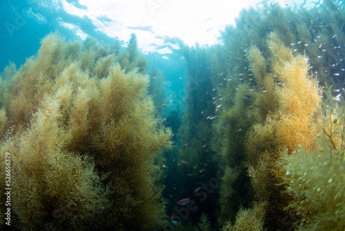 Obraz na plátně Scuba Diving the Seaweed Forest in Izu, Japan
