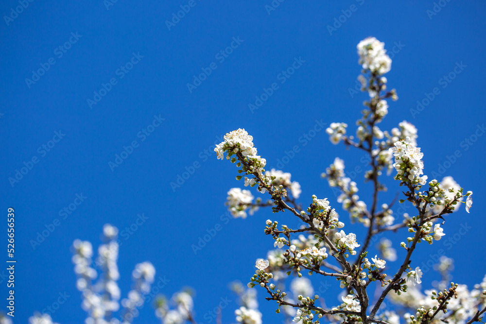 White flowers bloom in the trees. Spring landscape with blooming sakura tree. Beautiful blooming garden on a sunny day. Copy space for text. White flowers bloom in the trees. Spring landscape with blooming sakura tree. Beautiful blooming garden on a sunny day. Copy space for text.