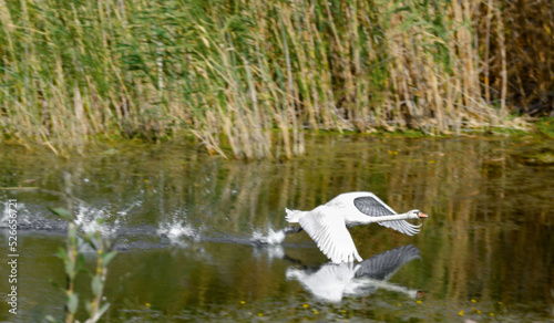 wild swan takes off from the water on the river summer day without people
