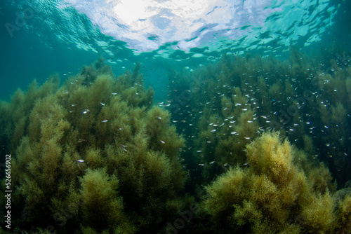 Scuba Diving the Seaweed Forest in Izu, Japan