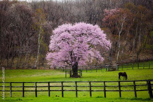 桜の木（Sakura）
