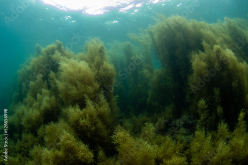 Scuba Diving the Seaweed Forest in Izu, Japan