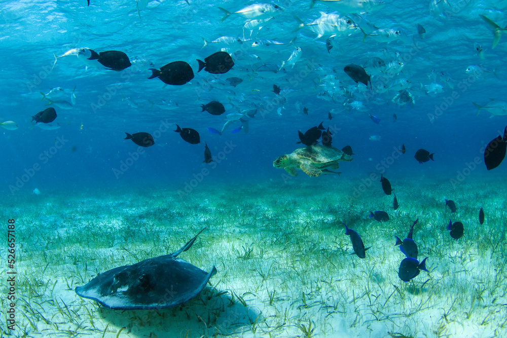 Fototapeta premium coral reef and fish