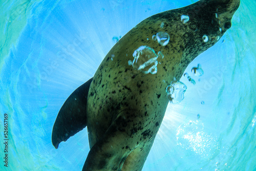 Snorkeling at Carnac Island from Perth, Western Australia. Swimming with sea lions