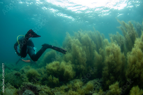Scuba Diving the Seaweed Forest in Izu, Japan