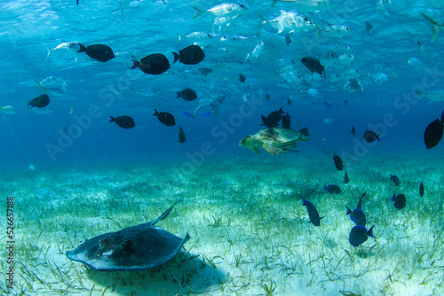 Fototapeta Naklejka Na Ścianę i Meble -  coral reef and fish