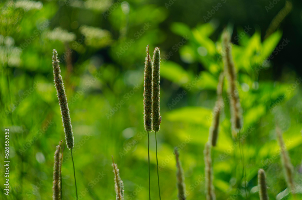 Phleum pratense. Close up of timothy grass, common weed, meadow. Phleum pratense. Close up of timothy grass, common weed, meadow.