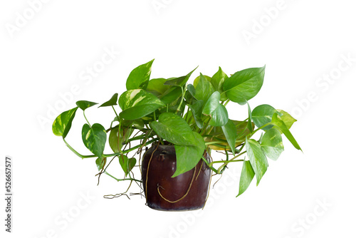 Epipremnum aureum or golden pothos in pot isolated on white background included clipping path. photo