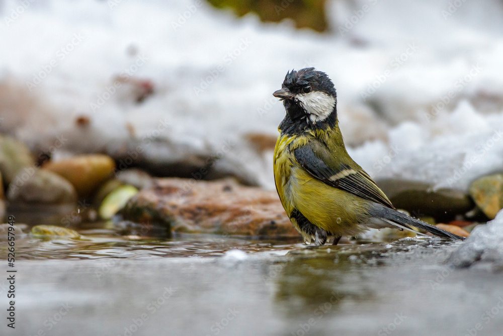 Kohlmeise (parus major)