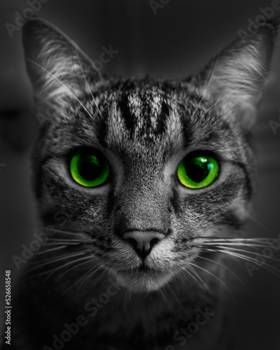 super slodki kot z rozowymi oczami 