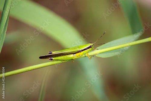animal, closeup, detail, grasshopper, green, insect, insects, leaf, macro, nature, selective focus, wild, wildlife